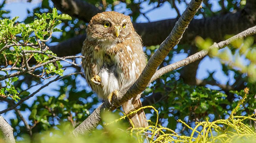 Casa De Montana Inmersa En Bosque Nativo ซานโคเซ เด ไมย์โป ภายนอก รูปภาพ